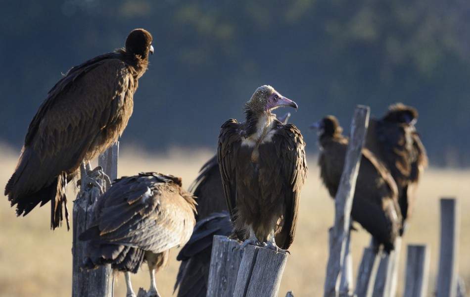 1301 Eth. Oiseaux 5159